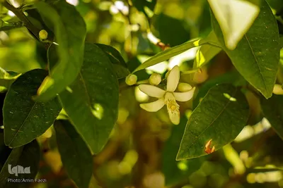 عطر بهار نارنج در شاهچراغ(ع)