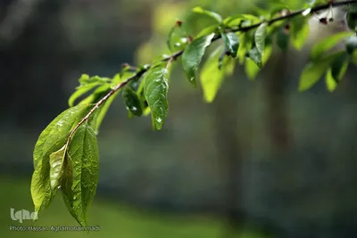 باران بهاری در تهران