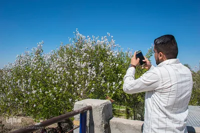 شکوفه‌های زردآلو در روستای منصوریه بهبهان