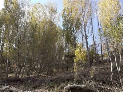 طبیعت بکر و پاییزی روستای انجرد شهرستان اهر