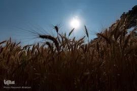 جشن شکرگزاری برداشت گندم‎