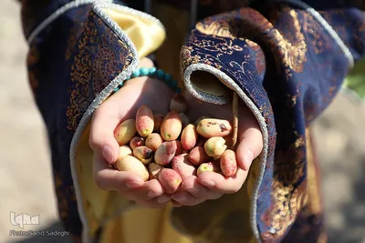 جشنواره پسته آذرشهر‎