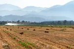 جشن شکرگزاری برداشت گندم‎