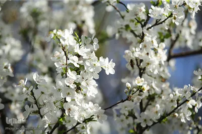 نرم نرمک می‌رسد اینک بهار