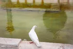 به مناسبت بزرگداشت میلاد حضرت احمدبن موسی شاهچراغ (ع)‎