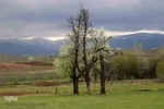 شکوفه های پیرترین درختان اهر