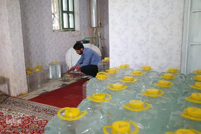 برداشت گل محمدی از مزارع موقوفه آستان مقدس حضرت معصومه(س)