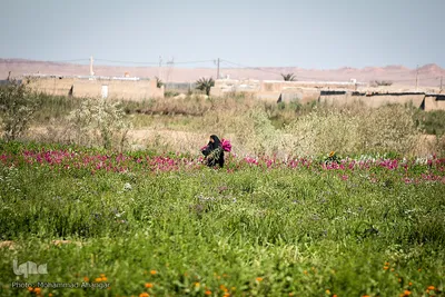 بهار در حمیدیه