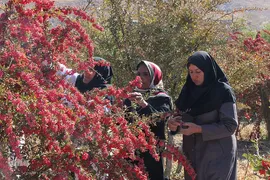 جشنواره ملی زرشک در خراسان جنوبی