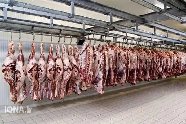 ۶۰ رأس گوسفند برای نیازمندان تنگستانی قربانی شد