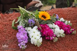 برداشت گل شب‌بو در حمیدیه
