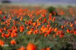دشت شقایق‌های وحشی قم