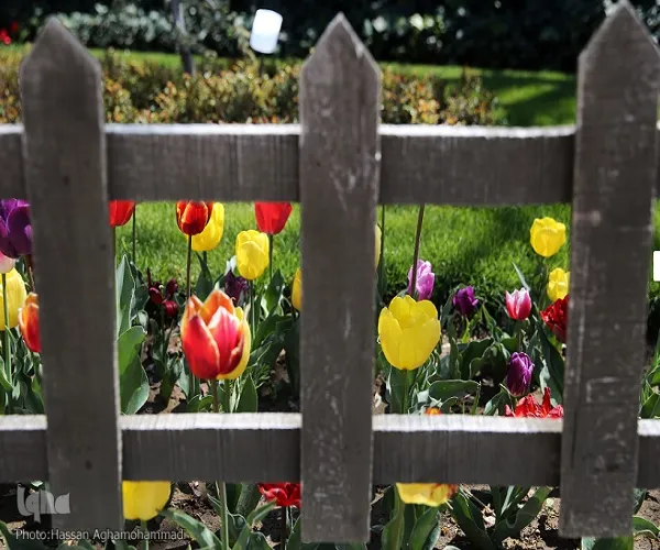 Irán: el jardín de los tulipanes