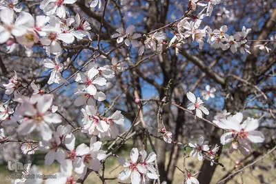 شکوفه‌های بهاری در باغستان سنتی قزوین