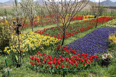 مزرعه گل‌های لاله و نرگس در روستای اسپره‌خون تبریز‎‎