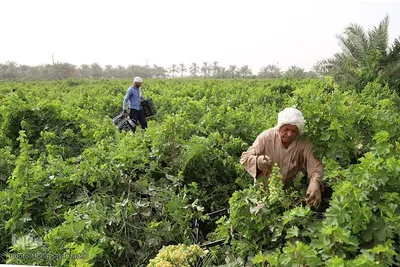 برداشت انگور از تاکستان غزاویه