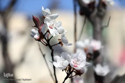 رویش شکوفه‌ها در کرج