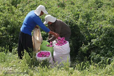 برداشت گل محمدی از مزارع موقوفه آستان مقدس حضرت معصومه(س)