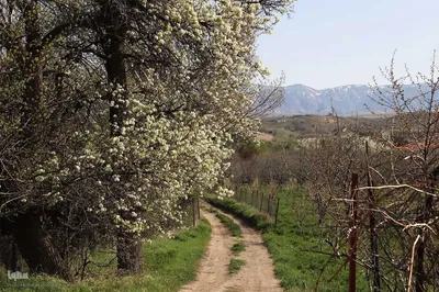 طبیعت بهاری شهرستان اهر