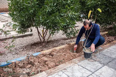 گل‌کاری قبور شهدای ارامنه در اهواز