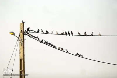 کمترین تحریری از یک زندگانی