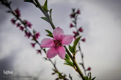 جلوه ای از زیبایی فصل بهار در بیرجند