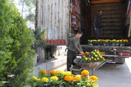 بازار گل شیراز‎‎ در آستانه سال نو