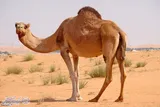 داستان قوم «ثمود»
