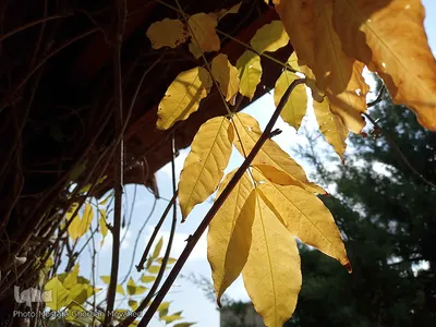 خودنمایی فصل خزان در اولین روزهای فصل پاییز