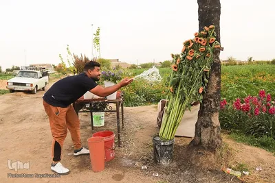 برداشت گل شب‌بو در حمیدیه