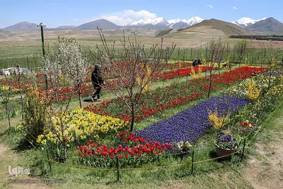 مزرعه گل‌های لاله و نرگس در روستای اسپره‌خون تبریز‎‎