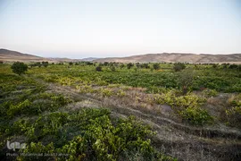 برداشت انگور در تاکستان
