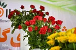 نمایشگاه گل و گیاه - محلات/عکس:محمد رجبی