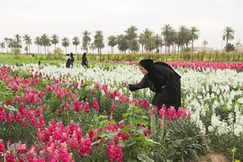 برداشت گل شب‌بو در حمیدیه