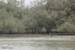 طبیعت صفر مرزی چابهار