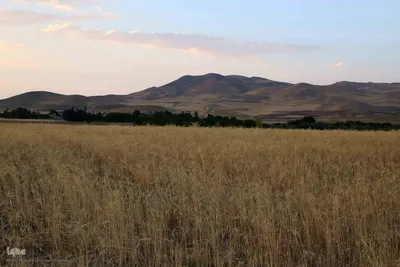 برداشت محصول گندم از مزارع شهرستان اهر