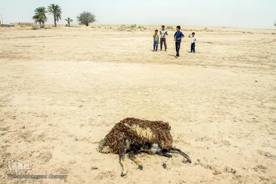 نون مثل نفت، مثل نداری