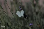 شگفتی های خلقت‎‎