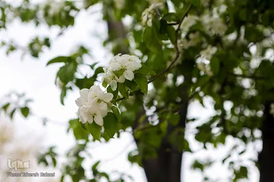 شکوفه های بهاری