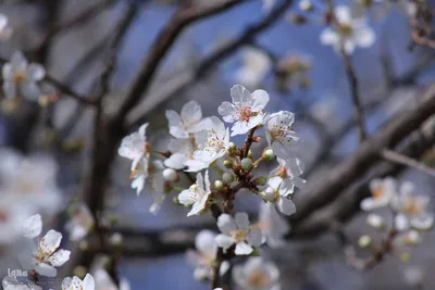 رویش شکوفه‌های زمستانی در شیراز