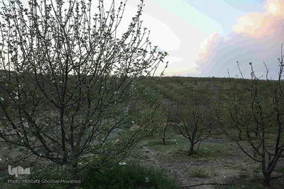 وقوع پديده گل انگيزي يا شكوفه زنی درختان ميوه در پاييز اهر