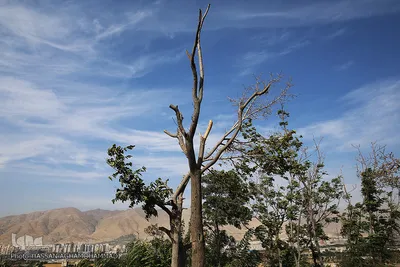 پارک جنگلی چیتگر