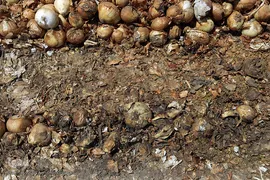 مرگ تدریجی پیازهای رها شده هرمز در روستای چراغ آباد بخش هشتبندی از توابع شهرستان«میناب» استان هرمزگان