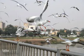 پرندگان مهاجر، مهمان اهوازی‌ها