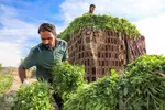 روستای شعیبیه محل کاشت گل‌هایی مانند آفتابگردان، شب بو، همیشه بهار و نرگس و همچین سبزیجات در استان خوزستان است.