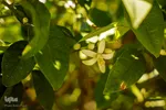 عطر بهار نارنج در شاهچراغ(ع)