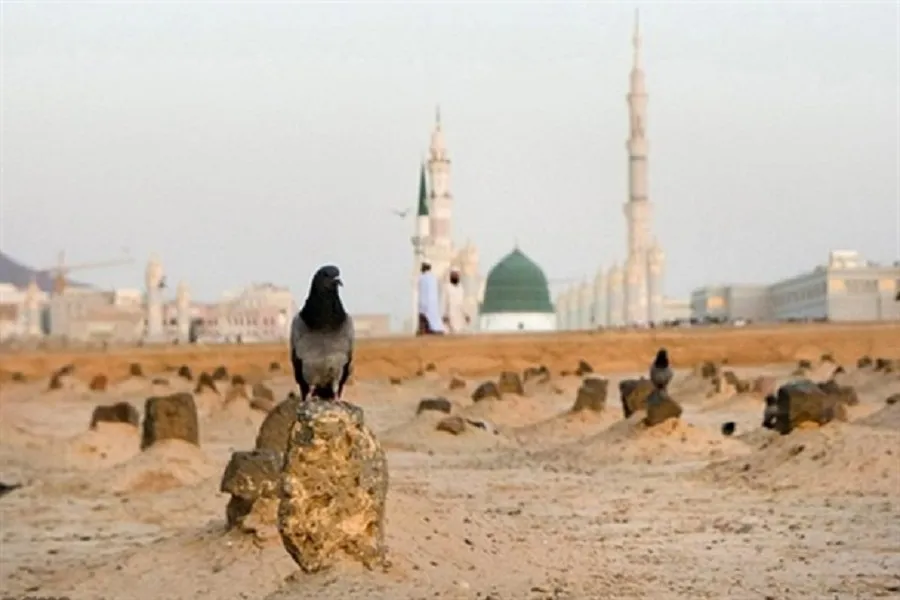 نماهنگ | غریبانه؛ از بقیع تا طوس