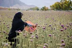 برداشت گیاه دارویی خارپنیری در استهبان فارس