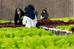 بازدید دانشجویان دانشگاه تهران از مؤسسات تحقیقات کشاورزی کرج‎