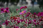 بزرگترین نمایشگاه گل داوودی کشور – محلات/عکاس:محمد رجبی